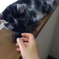 satsko_-ROSIER-LUNA SEA