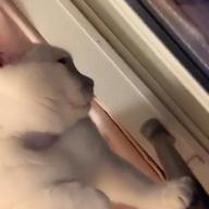 🐶　Mina  🐶-アイノカタチ feat. HIDE (GReeeeN)-MISIA