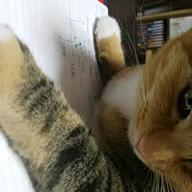 D-ta　長崎生まれ♪-花-中孝介