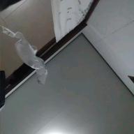 のんたん-糸-中島みゆき