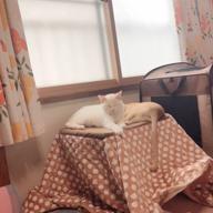 AMIpan-you-倖田來未