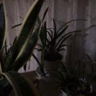 あすか61-傘がない-井上陽水