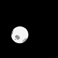 ポンカン-ポロメリア-Cocco