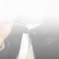 mint-白いパラソル-松田聖子