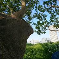 Ct.Pompadour-HOWEVER-GLAY