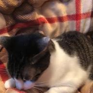 nontan-115万キロのフィルム-Official髭男dism