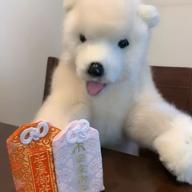 のんきち🐼🍥-チェリー-スピッツ