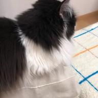 みみこたそ-夜に駆ける-YOASOBI