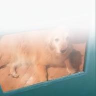 YUZU-キャンディ キャンディ-堀江美都子/ザ・チャープス