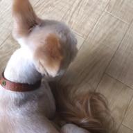 すいたん-可愛くなりたい feat. 成海聖奈(CV:雨宮天)-HoneyWorks