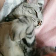 ナナネオ-妄想日記2-シド