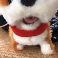 たこさん-夏祭り-Whiteberry