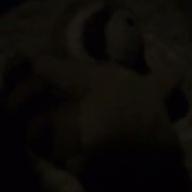 たぬきのポン太🌟-Blue Velvet-工藤静香