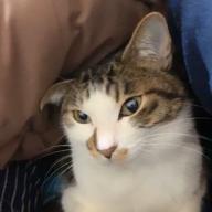 れーぱぬ🐼-ロキ-みきとP