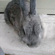 picoshizu-碧いうさぎ-酒井法子