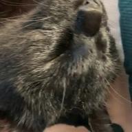 魅弥美[みやび]プロフ見て-灰色と青 ( + 菅田将暉 )-米津玄師