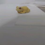 komatsuna-素敵な君-RAZZ MA TAZZ