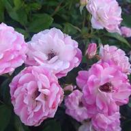 心音 MION-きみがきみであるために-鈴木雅之