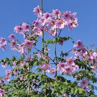 たまじゃぱん💜🐔🤎-AlwayS-NiziU