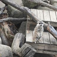 080T-ray-BUMP OF CHICKEN