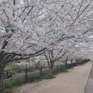 🎉たぁ🤠たぁ🎉ちょん-桜-河口恭吾