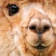 ☪パカぷり🦙🫧-公開処刑 feat.BOY-KEN-キングギドラ