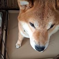 💓うた子️🍓北関東-ことりのうた-童謡