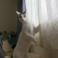 ケイコク-MY HEART DRAWS A DREAM-L'Arc-en-Ciel