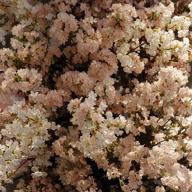 ぽぽぼん-言えないよ-郷ひろみ