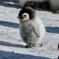 🐣ヨッピピ🐥