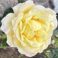 フロリ🐼🍞💖🦄🐈🐾