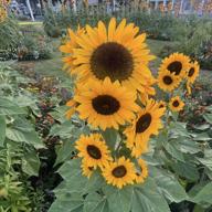 🌻しおねえ🌻投稿視聴ゆっくり🌻