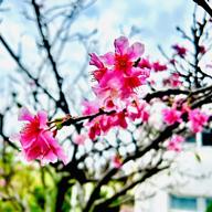 🍙はすとん🍙