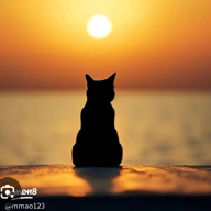🌙🐈️たび🦂🌌