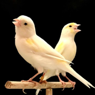 🐤かなりあ🐦