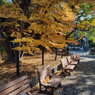 たまじゃぱん💜🐔🤎