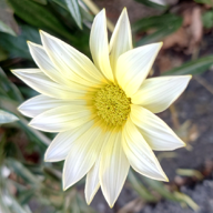 かるーあ🌹@🥚811