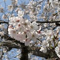 🌻しおねえ🌻