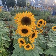 🌻しおねえ🌻プロフ見てね🥰