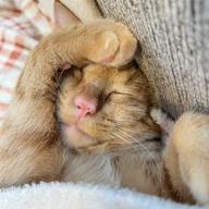 GREEN®".🐈🦦👹