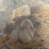 きま きま🐶🐰🐁