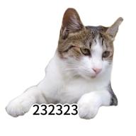 🧷さくらねこ【232323】