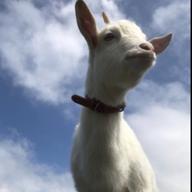 まさやん🐐ྀི～♪🌳🌳