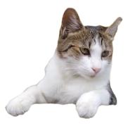 🧷さくらねこ