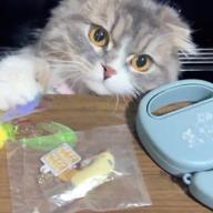 🐈*°🤍アン👅休