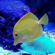 °･🐠コザ° °･🐠