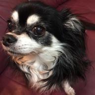 さくらです　お休み中🌸