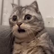 タカマル🍖🎹たまに出没|дﾟ)