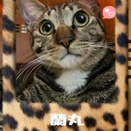 🍎rin♪🐈🍏南関東🌸