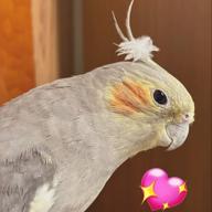 灯akari